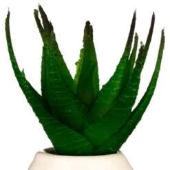 B&M Small Succulent 13 B&M Small Succulent -Household Items Shop 380107 small succulent 4