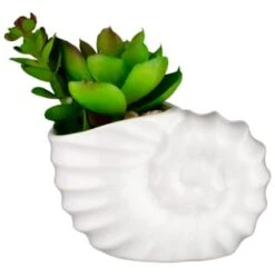 B&M Scandi Shore Small Shell Succulent -Household Items Shop 380110 small shell succulent
