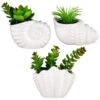 B&M Scandi Shore Small Shell Succulent -Household Items Shop 380110 small shell succulent group