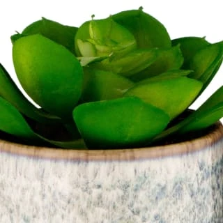 B&M Scandi Shore Succulent 4 B&M Scandi Shore Succulent - Image 2
