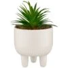 B&M Scandi Shore Succulent In White Pot 1 B&M Scandi Shore Succulent In White Pot -Household Items Shop 380696 succulent in white pot