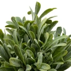 B&M Foliage In Seagrass Pot -Household Items Shop 394344 foliage in seagrass pot 2