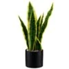 B&M Snake Plant In Pot -Household Items Shop 394719 snake plant in pot